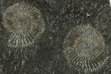 Fossil Ammonite (Dactylioceras) Cluster - Posidonia Shale, Germany #304978-1